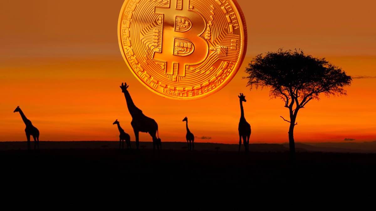 celular paypal